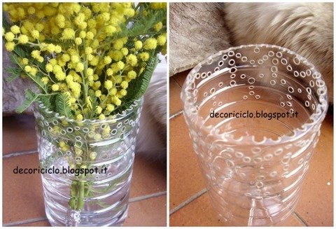 normal_Collage mimosa in vaso di plastica.jpg