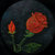 red rose