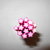 canes stelle fuxia 1