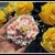 Spechietto - Kawaii lolita - torte alla fragola nastri rosa a pois e merletto! idea regalo