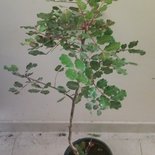 Pianta di carrubo