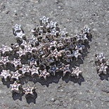 25 stelline in argento tibetano