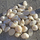 1 perla di fiume coltivata bianco naturale a goccia irregolare