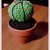 Cactus Amigurumi