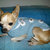 cappottino per chihuahua o cagnolini di piccola taglia "alamari"