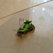 Geko portafoto-memo