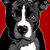 pitbull