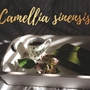 Camellia_Sinensis