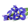 blu iris