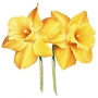 Daffodyls Style