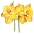 Daffodyls Style