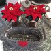 NATALE - Stelle di Natale in vasetto di vetro e porta vaso in ferro battuto antracite