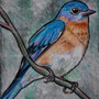 Ritratto uccellino eastern bluebird (Sialia sialis) disegnato a mano a pastelli