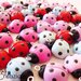 Coccinelle Fimo Charms