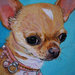 Rtratto cane chihuahua acrilico dipinto a mano 