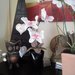 Orchidea in vaso 