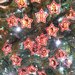 Decorazione albero di Natale Stella Portafoto