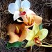 Bouquet orchidee e ibisco