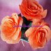 Piantina di rose , segnaposto, bomboniera, pianta, fatta a mano, fiori, matrimonio, anniversario