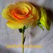 Rosa del deserto.Fiore di carta, raso e legno