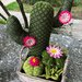 Composizione di cactus di feltro in cestino di vimini quadrato