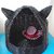 Cuccia lettino con orecchie per gatto o piccolo cane, intrecciata a mano, colore nero