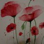 Red poppy acquerello
