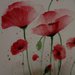 Red poppy acquerello