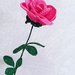 Rosa rosa special