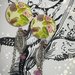 Orecchini carta Gioielli Rosa Uccello Natura bijoux idea regalo personalizzabile