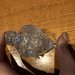 Gocce o cristalli , ricambi per riparare lampadari o applique con pezzi rotti, in vetro soffiato di Murano