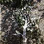 ALBERO FANTASY TREE 3D - Small. Decoro appenditutto 