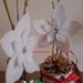Vasetti natalizi con stelle di Natale bianche e pigne dorate 2 pezzi