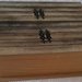 Portaoggetti  in legno naturale a forma di libro dei tesori