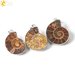 Ciondolo ammonite collana fossile archeologia conchiglie 