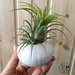 Riccio di mare in ceramica - Riccio di mare fatto a mano per piante grasse o tillantsia - Fioriera Vaso - Regalo originale