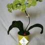 Orchidea fiorita in vaso