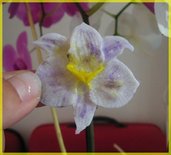calamite da frigo: orchidea