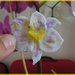 calamite da frigo: orchidea