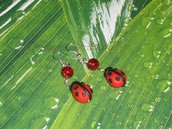 Orecchini Ladybug