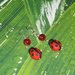 Orecchini Ladybug