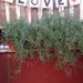 Festone decorativo "Love",matrimonio originale,confettata,decorazioni san valentino,cuori rossi,matrimonio tema cuori,nozze,tavolo confetti,personalizzato,banner