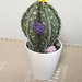 Vaso di ceramica con cactus, piante grassa tonda, palla di cactus