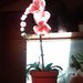 Orchidea all'uncinetto con vaso