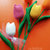 Tulipani colorati salentini! 