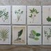 Stickers fiori e piante in stile retrò