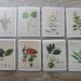 Stickers fiori e piante in stile retrò
