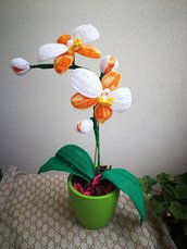 Orchidea ad uncinetto