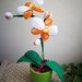 Orchidea ad uncinetto