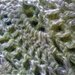 grande scialle in lana con lurex uncinetto punto virus 